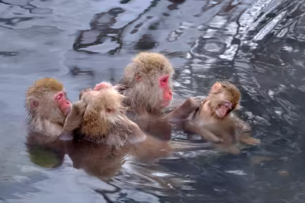 Top 30 địa điểm du lịch Nhật Bản đẹp hút hồn, đi là nhớ mãi Top 30 địa điểm du lịch Nhật Bản đẹp hút hồn, đi là nhớ mãi