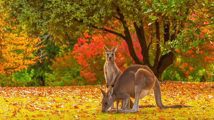 Australia – Melbourne – Canberra – Sydney Australia – Melbourne – Canberra – Sydney